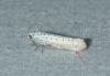 Yponomeuta sp.